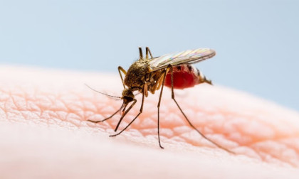 510 new dengue patients hospitalized across Bangladesh in a day