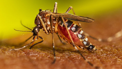 Dengue claims 2 more lives in 24hrs