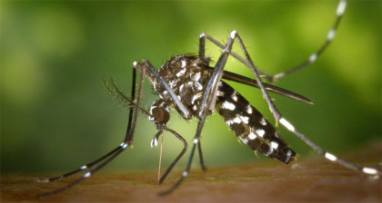 6 dengue patients die in 24 hrs