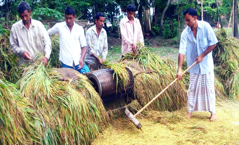 Rangpur farmers to produce record 23.08-lakh tonnes Boro rice