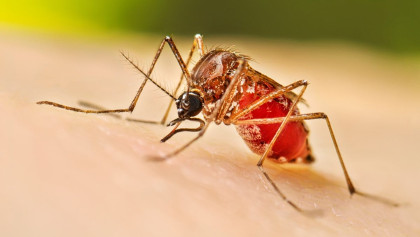 651 fresh dengue cases detected 