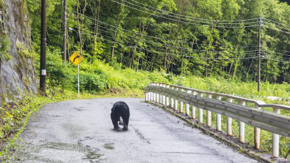 Japan deploys troops after wave of deadly bear attacks