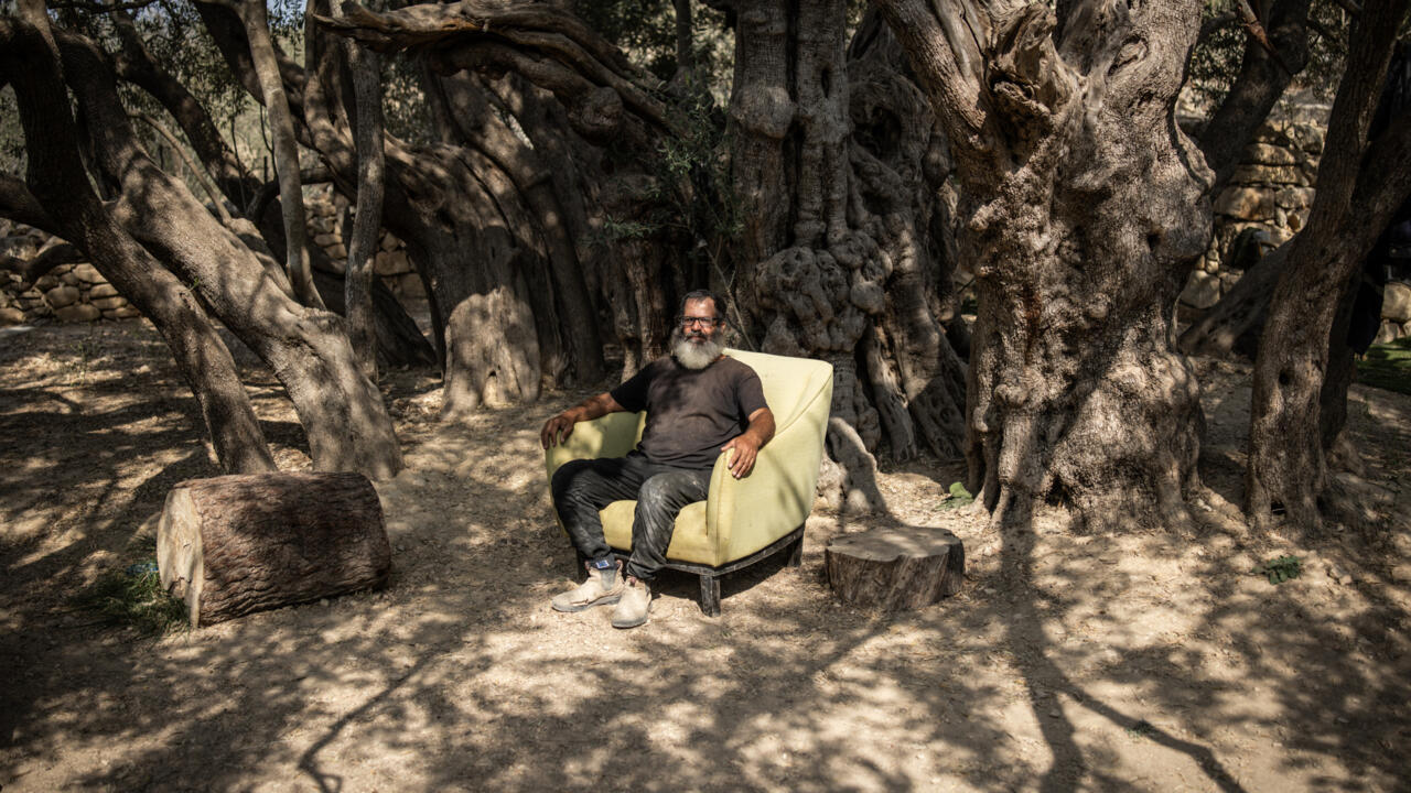 West Bank's ancient olive tree a 'symbol of Palestinian endurance'