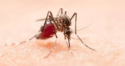 5 dengue patients die, 1,139 new dengue cases discovered overnight
