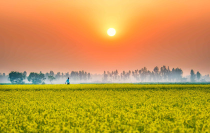 Rangpur farmers will produce record 2.34 lakh tonnes of mustard