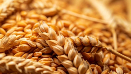 Govt to purchase 3 lakh MTs of wheat