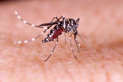 Seven dengue patients die, 567 fresh cases detected overnight