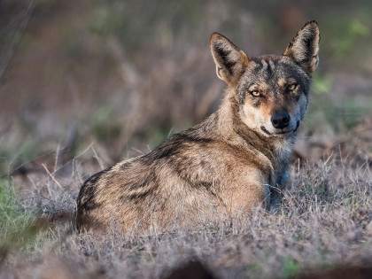 Indian officials utilise drones to hunt deadly wolves