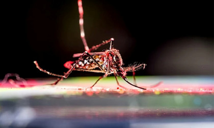 Chikungunya, dengue kill 21 children in crisis-hit Cuba