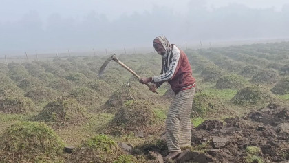 Panchagarh's Tentulia shivers at season’s lowest 6.8°C