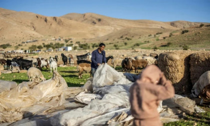 West Bank Bedouin community driven out by Israeli settler violence