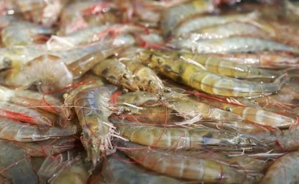 Import ban imposed on fry for vannamei shrimp farming