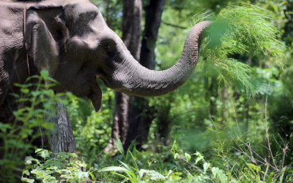 Why Thailand has begun using contraceptive vaccines on wild elephants