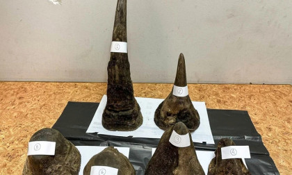 Wildlife trafficking suspect detained in Thailand with rhino horns
