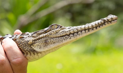 Floods bring crocodiles to North Australian towns