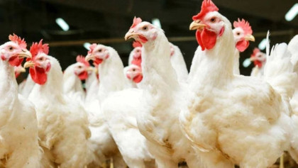 Chicken prices surge up to 20pc in Dhaka Ahead of Eid