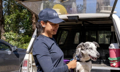 'Hero' Australian dog who saved 100 koalas retires
