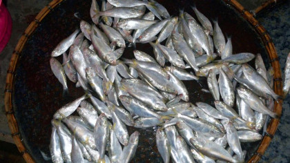 Jatka Conservation Week begins April 7 across Bangladesh