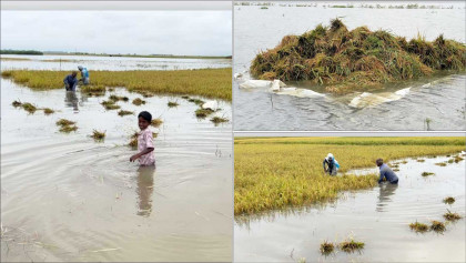Heavy rain, flooding threatens Boro paddy harvest 