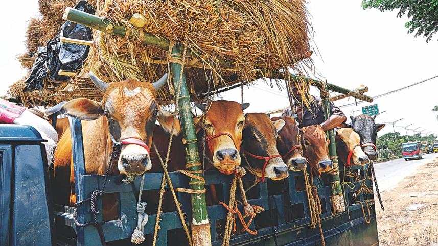 Trucks carrying sacrificial animals must display market details: BRTOA