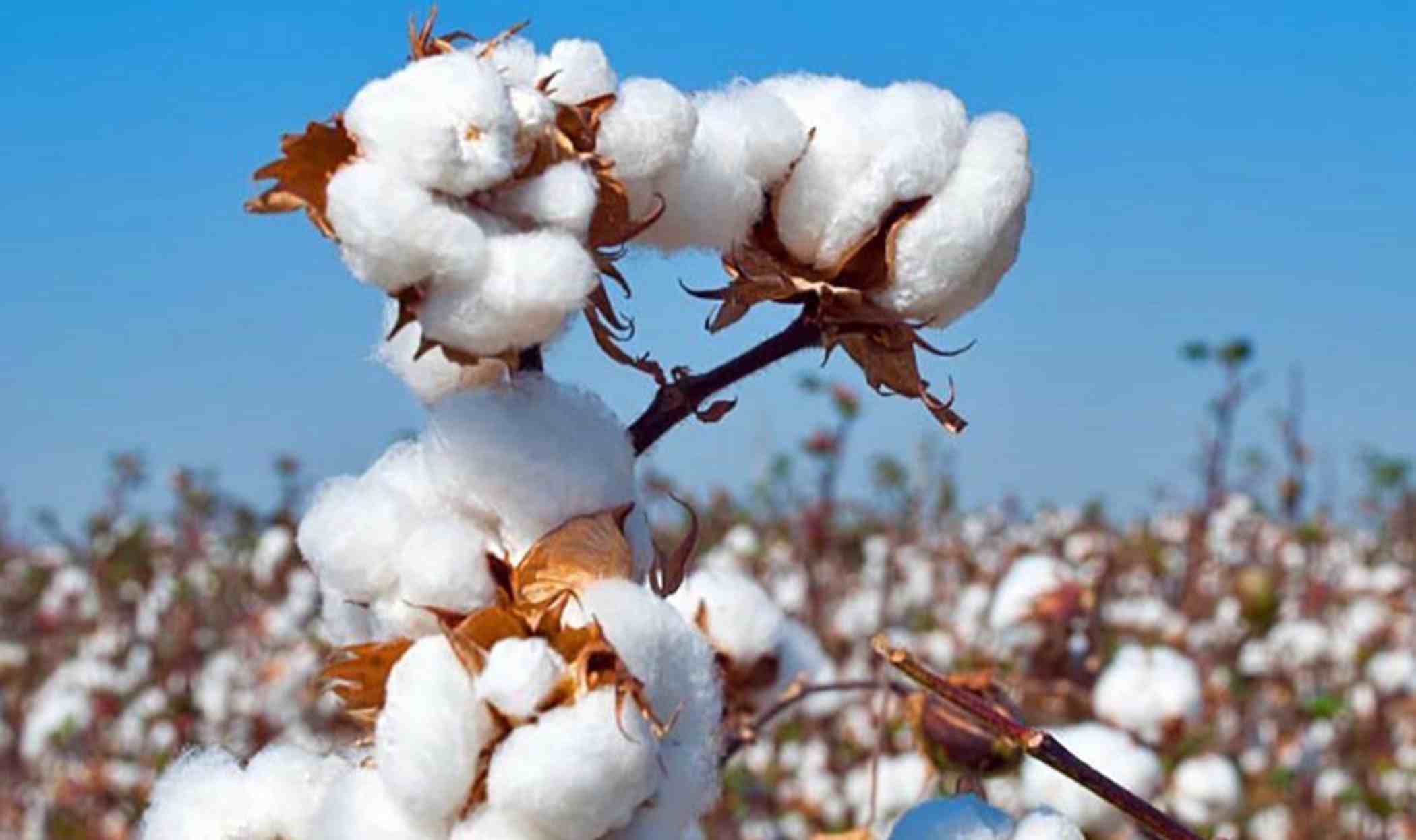 Bangladesh’s apparel sector to get tariff cuts under US cotton plan