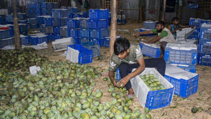 Cold storage shortage costs Naogaon mango farmers nearly Tk 400 cr annually