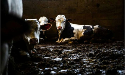 Dangerous livestock pest case reported in US second time
