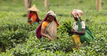 National Tea Day honour awarded to leading tea gardens, institutions