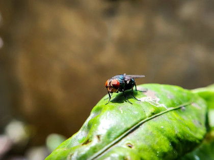 Mexico, US open sterile fly plant to combat cattle parasite