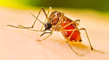 Dengue death toll reaches 22 with 251 new infections