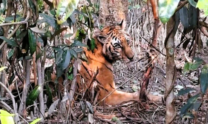 Rescued Royal Bengal tigress to return to Sundarbans