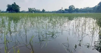 Flood damages 28,610ha farmlands across 12 districts