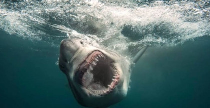 Singer Rei Ami, comedian Ken Jeong join Shark Week show