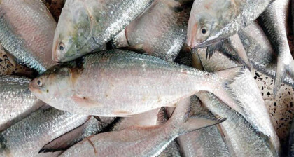 চাঁদপুরে পঁচা ইলিশ জব্দ, লাখ টাকা জরিমানা