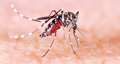 ডেঙ্গুতে আরও ২ জনের মৃত্যু