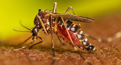ডেঙ্গুতে একদিনে প্রাণ গেল ১০ জনের