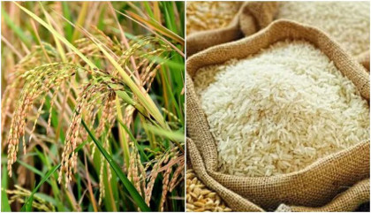 ধান ও আতপ চাল সংগ্রহের লক্ষ্যমাত্রা নির্ধারণ