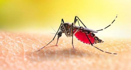 ডেঙ্গুতে প্রাণ গেল আরও ৬ জনের