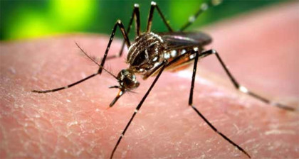 ডেঙ্গুতে আজও ৫ জনের মৃত্যু