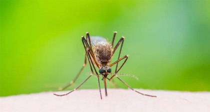 ডেঙ্গুতে প্রাণ গেল আরও ৬ জনের
