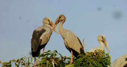 চলনবিলে শীতের পাখি আগমন বাড়ছে