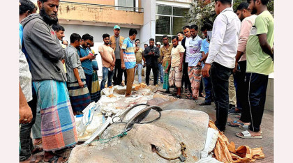 বাউফলে সাড়ে ১২ মণ শাপলা পাতা মাছ জব্দ