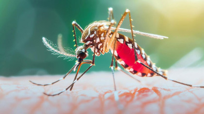 ডেঙ্গুতে প্রাণ গেল আরও ৩ জনের