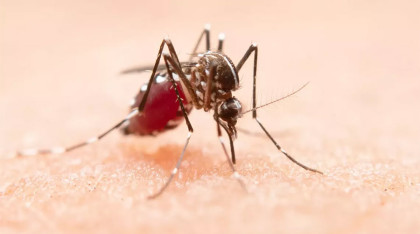 ডেঙ্গুতে প্রাণ গেল আরও ২ জনের