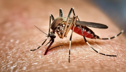 ডেঙ্গু আক্রান্ত হয়ে হাসপাতালে ভর্তি আরও ১৯০ জন