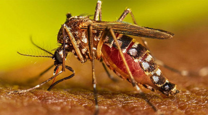 ডেঙ্গুতে হাসপাতালে ভর্তি আরও ১৬৫ জন