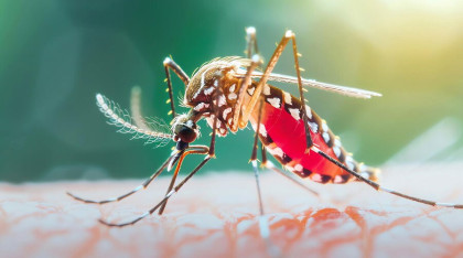 ডেঙ্গুতে আরও একজনের প্রাণহানি