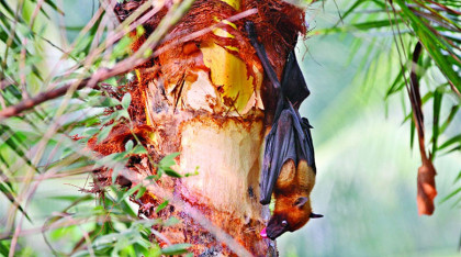 নিপাহ ভাইরাস ছড়িয়ে গেছে ৩৫ জেলায়