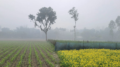 ফুলবাড়ীতে বইছে মৃদু শৈত্যপ্রবাহ