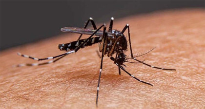ডেঙ্গু আক্রান্ত হয়ে হাসপাতালে ভর্তি আরও ২৫ জন